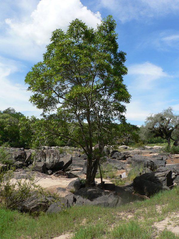 Matumi / Mingerhout – Tree Factor