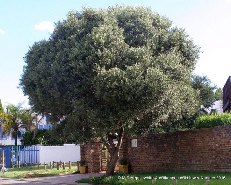 Wild Olive / Wilde Olyf – Tree Factor